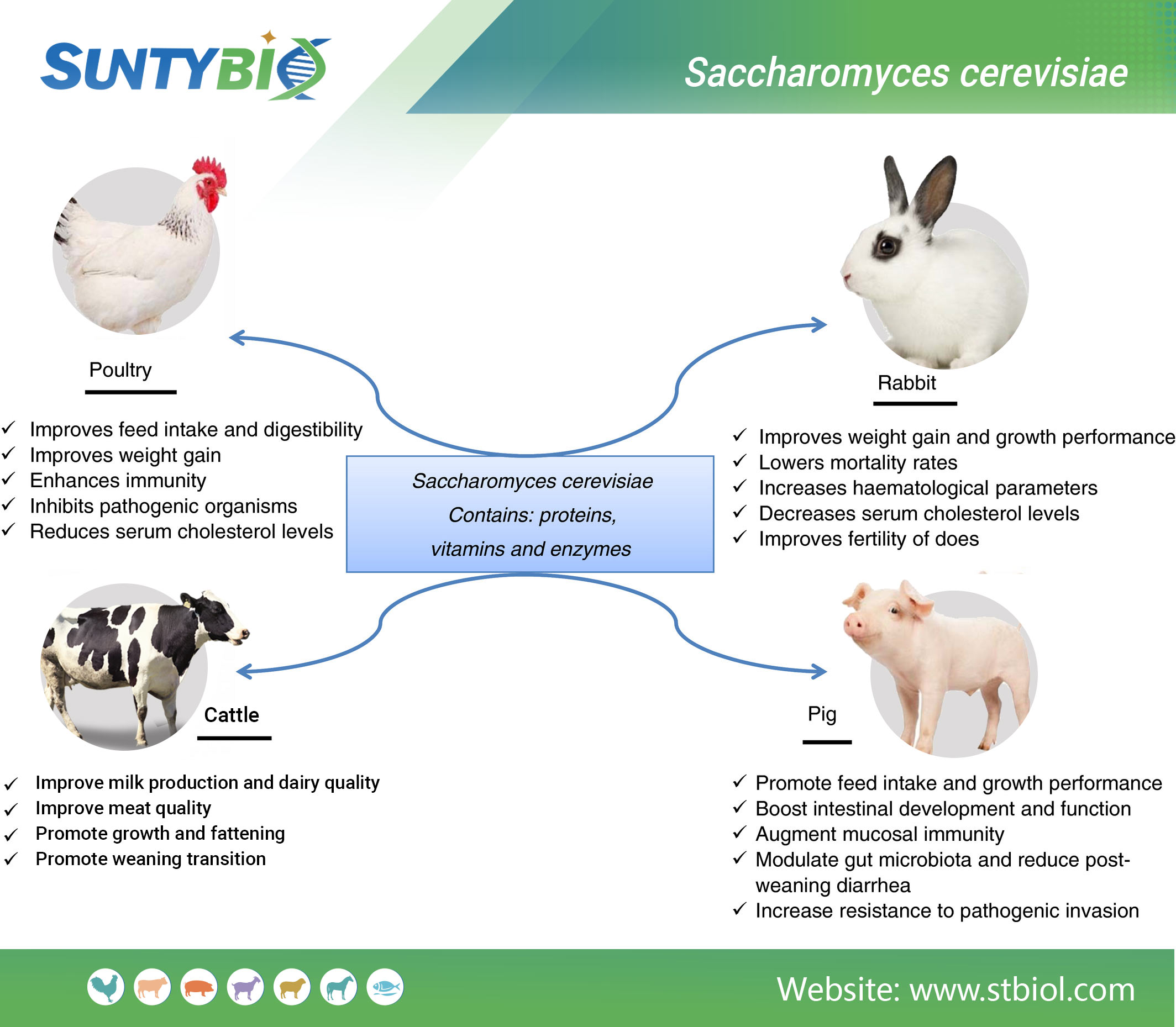 What are the effects of brewing yeast on animals