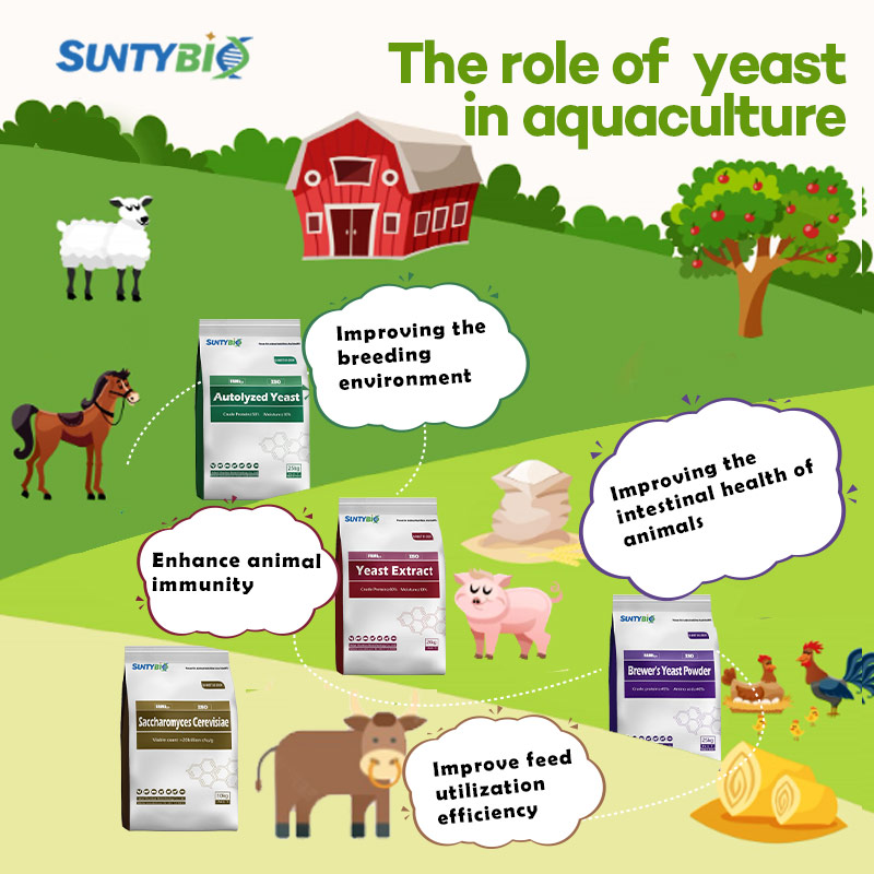 Do animals need to be fed probiotics? What are the probiotics for animals to eat