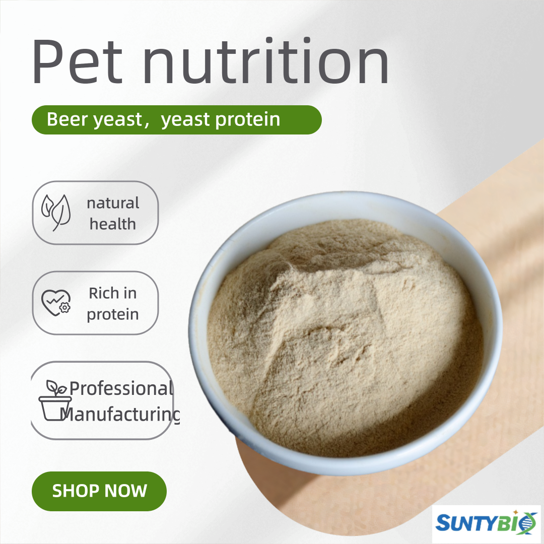 What are the effects of beer yeast on the gut microbiota of livestock