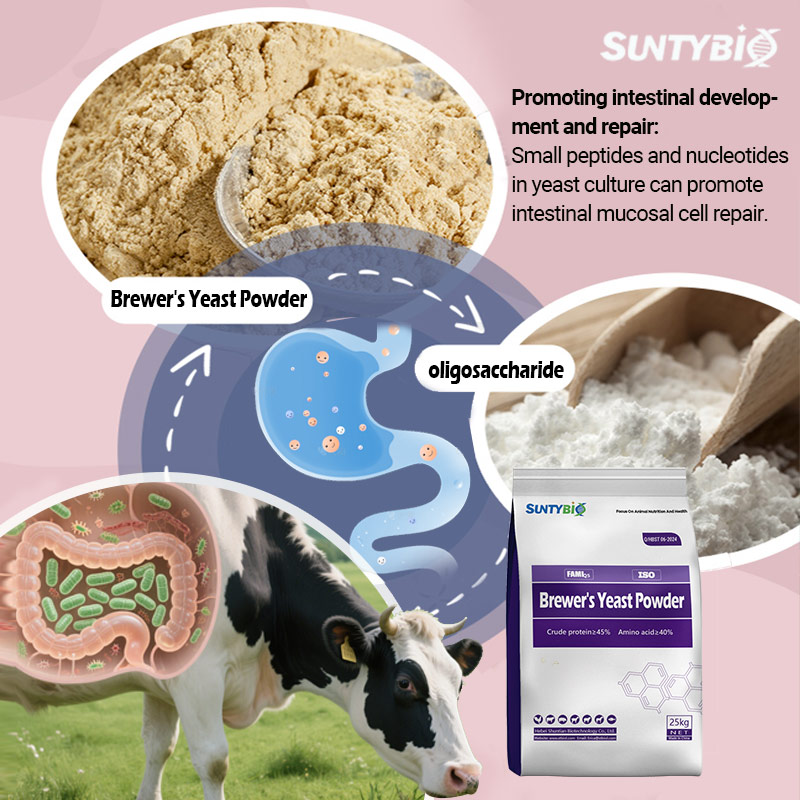 Brewing yeast and bread yeast the same thing？？？？