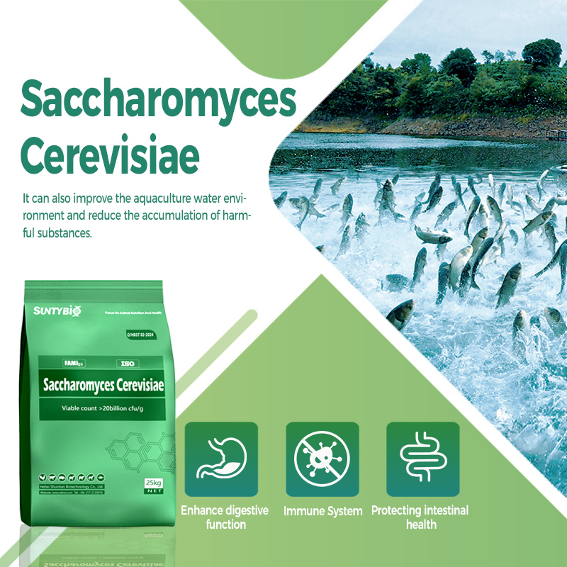 What is the application effect of brewing yeast in aquatic feed?
