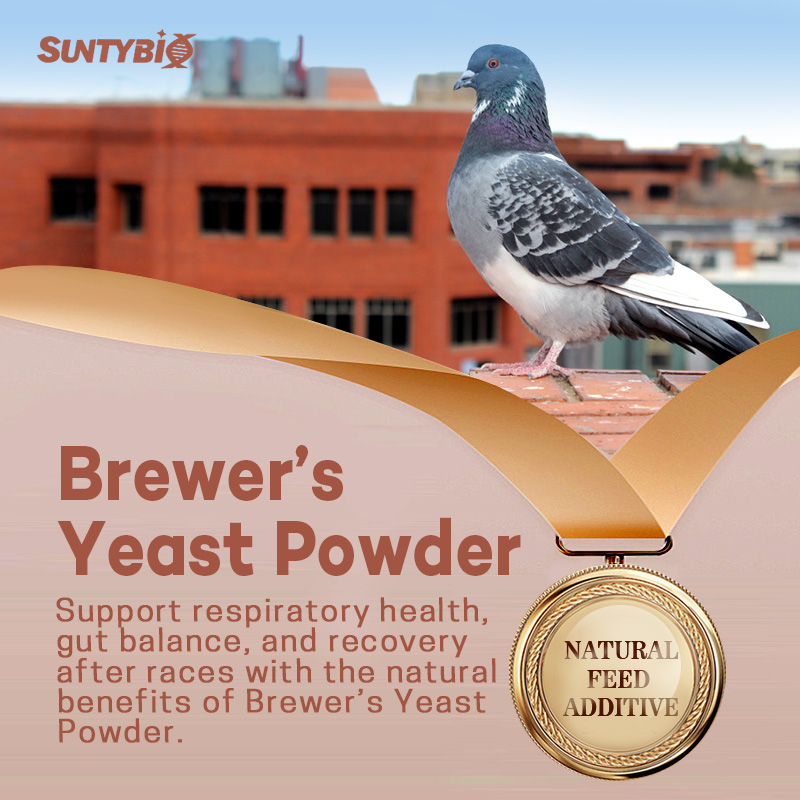 Pigeon specific beer yeast, probiotics for pigeons