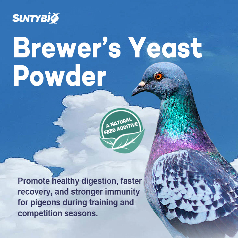 Pigeon specific yeast, pigeon uses beer yeast