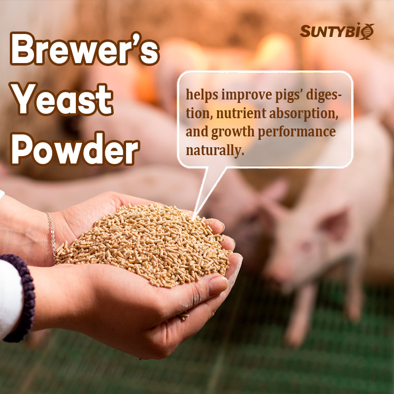 Authoritative research report recommendation on the application of beer yeast