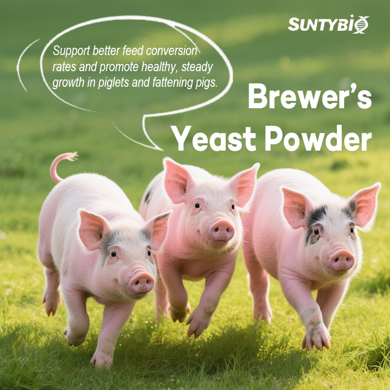 Will the use of beer yeast affect the quality of animal products?