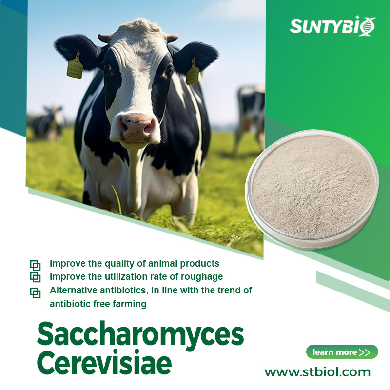 Yeast feeding cows, the importance of beer yeast for cows