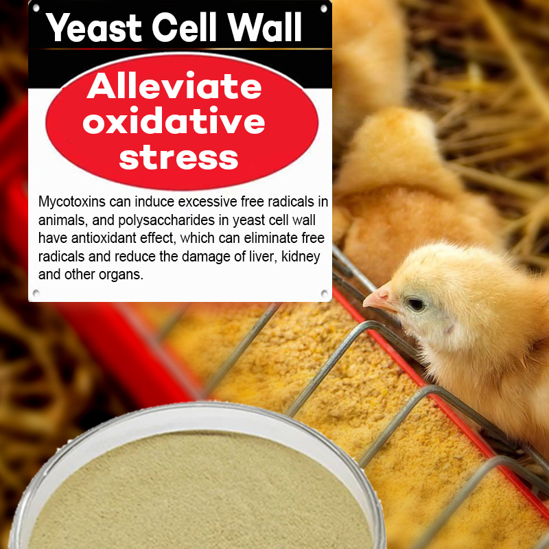 The core role of yeast cell wall in chicken farming, yeast cell wall