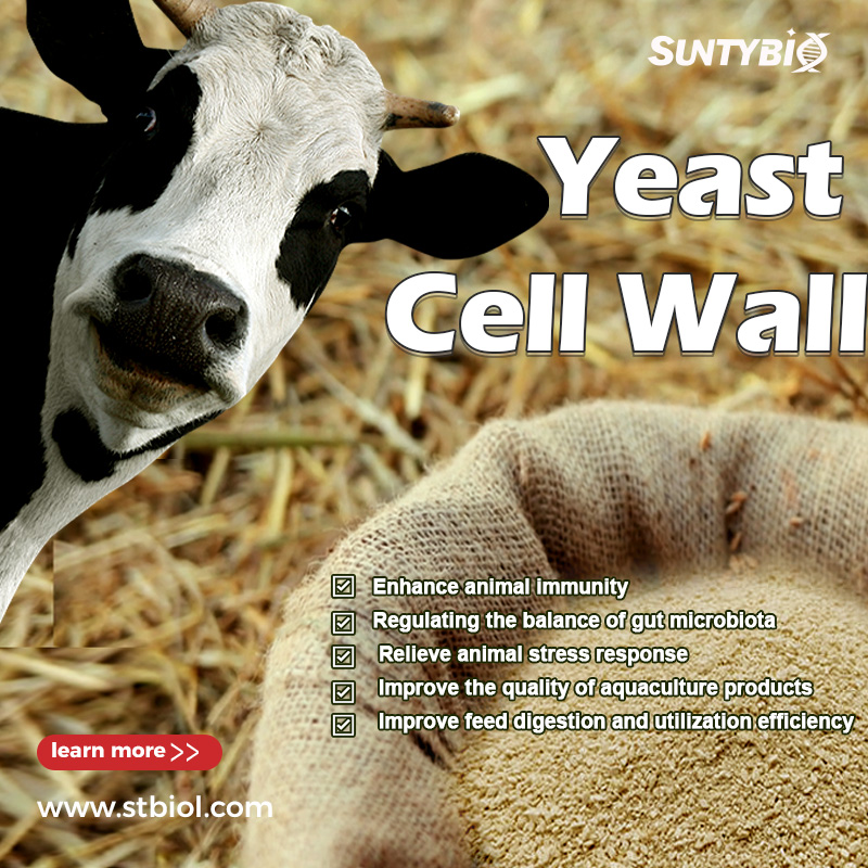 Cow feed additive yeast cell wall