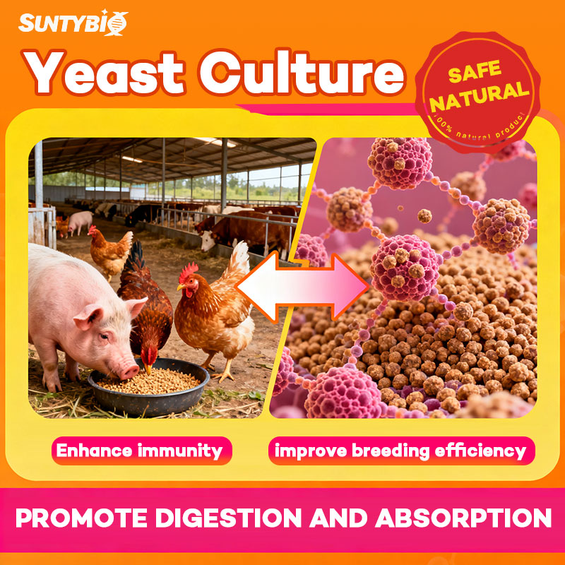 The Benefits of Yeast Culture in the Livestock Industry