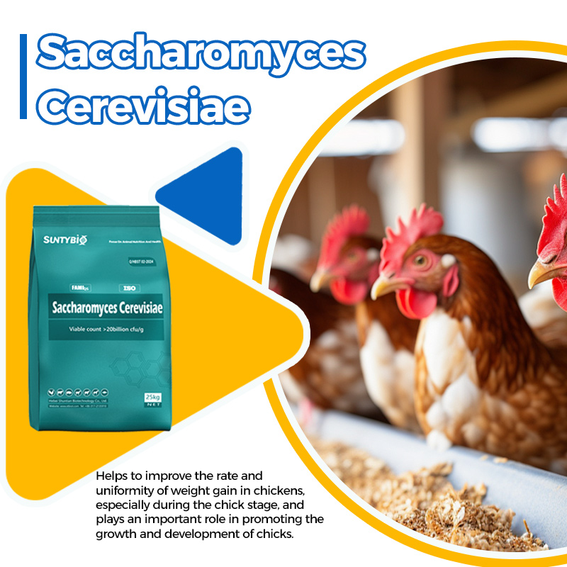 Brewer’s Yeast for Laying Hens: Natural Nutrition for Better Eggs and Health