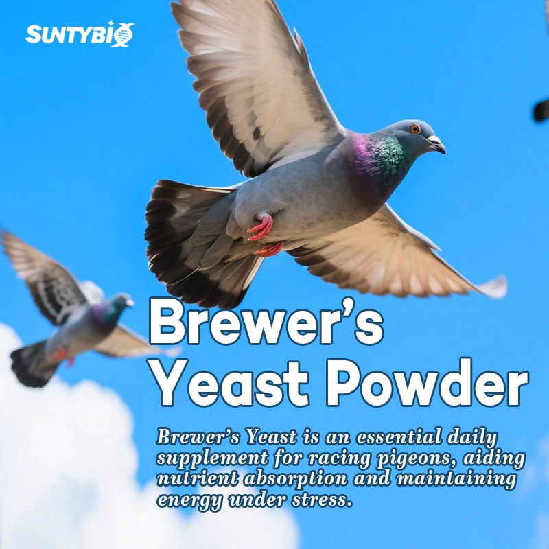 The Application of Brewer’s Yeast in Racing Pigeons – A Natural Choice for Energ