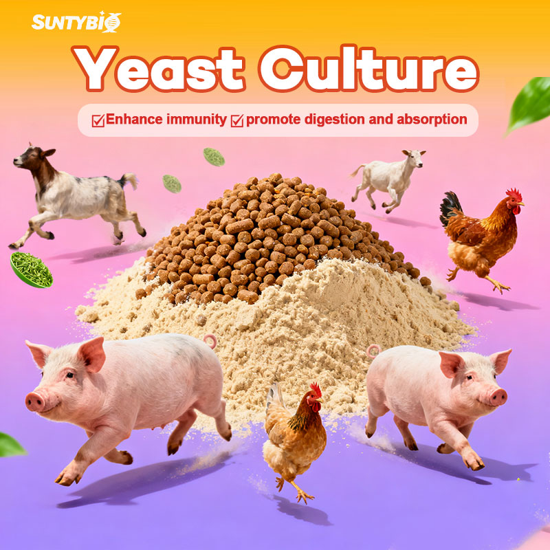 Yeast Culture in Animal Feed: Benefits and Applications