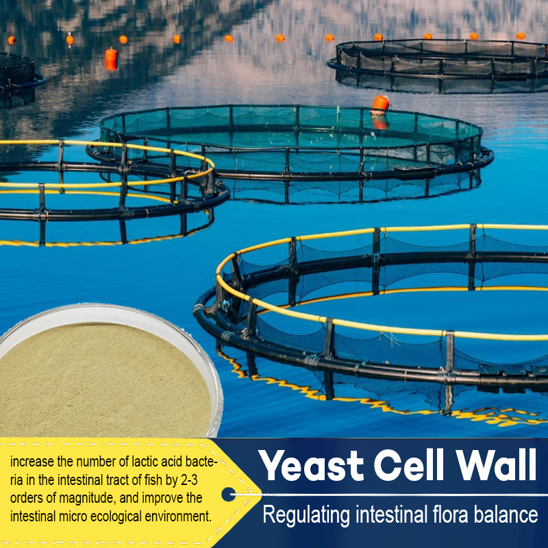 Benefits of Yeast Cell Wall in Aquaculture