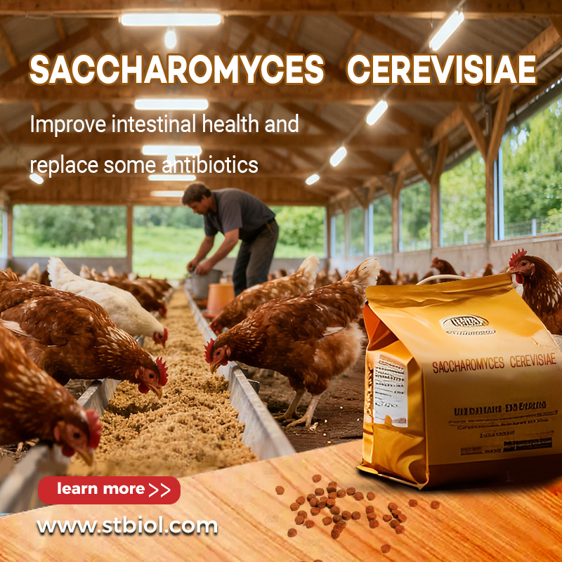  Advantages and Application Prospects of Saccharomyces cerevisiae in Poultry