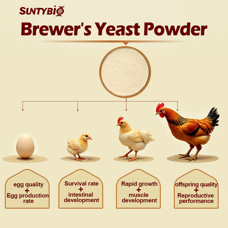 key nutritional support for improving eggshell quality and egg production perfor