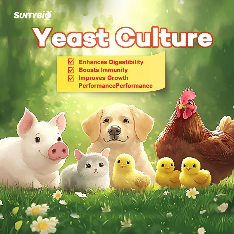 Beyond Basic Nutrition: Is Your Pet Getting the Full Benefits of Yeast Culture?
