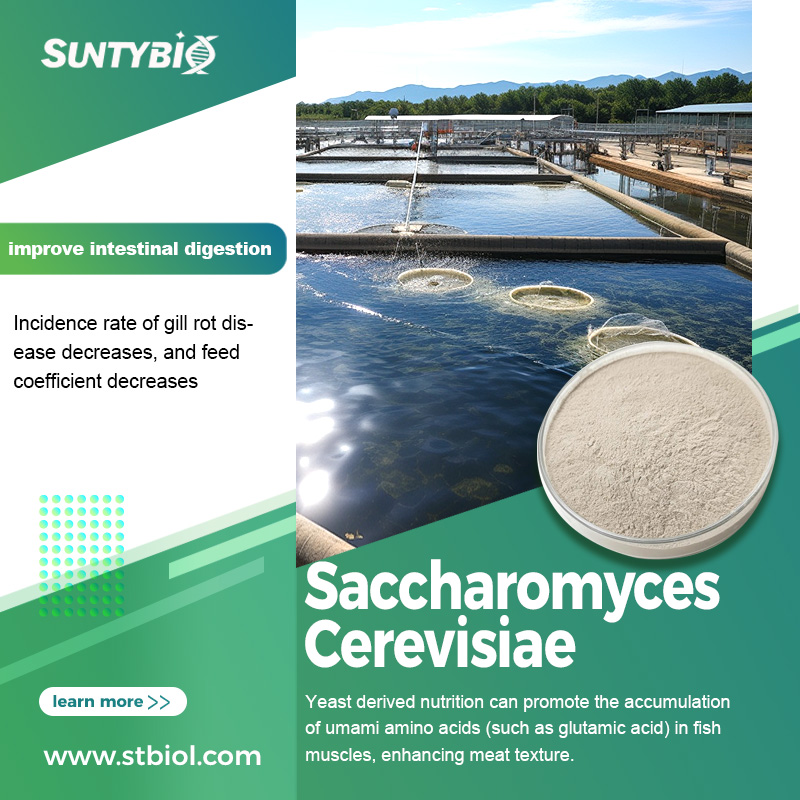 Application of Brewer's Yeast in Shrimp Farming: A Multifunctional Strategy