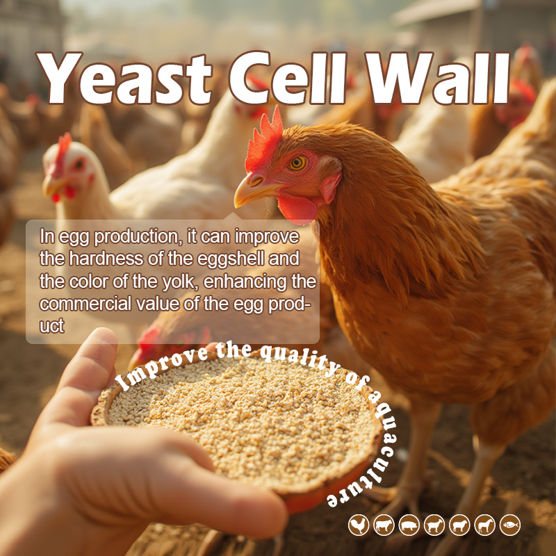 No antibiotics, but higher egg production? The secret is in yeast’s cell wall