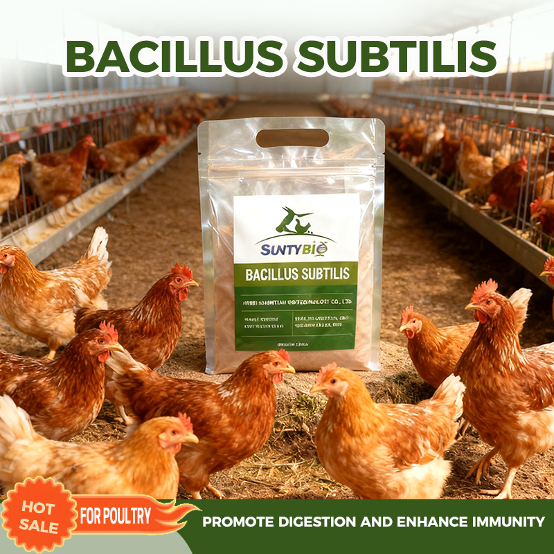 Bacillus subtilis in Poultry Production: From Gut Health to Cost Efficiency
